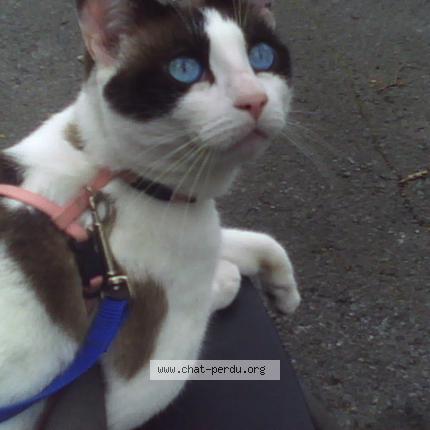 355994 Je Recherche Mon Chat Chat Perdu Et Retrouvé à