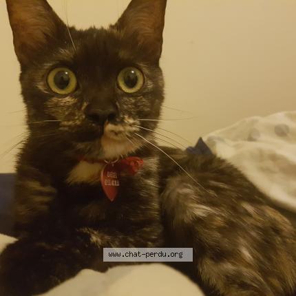 Chat persan a adopter