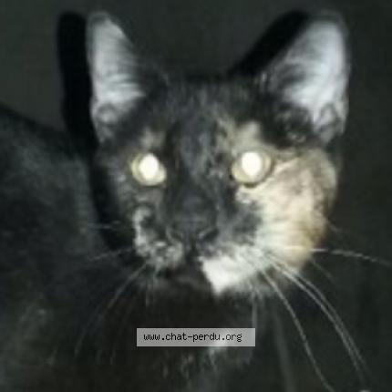 Photo 1/1 Lea Chat perdu à Strasbourg