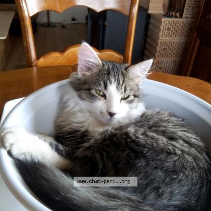 Photo 1/1 Cochon Chat perdu à Marsolan