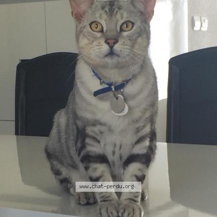 Photo 1/1 Titi Chat perdu à Epreville