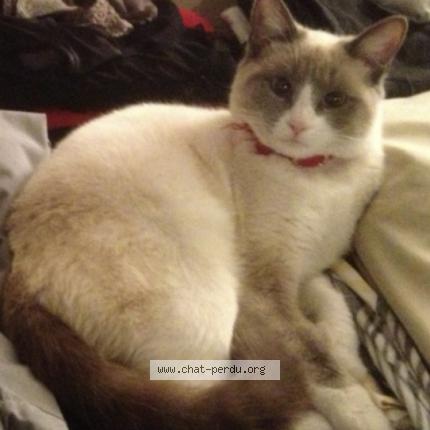 Tequila chatte