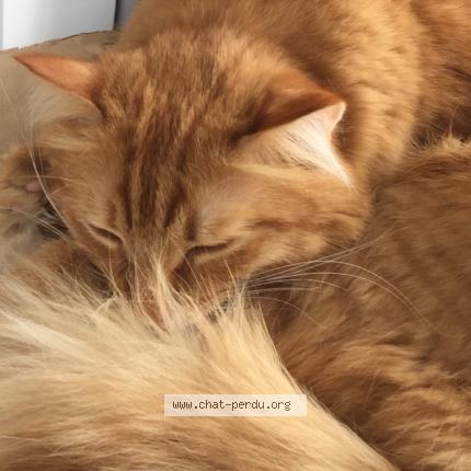 Chat nantes