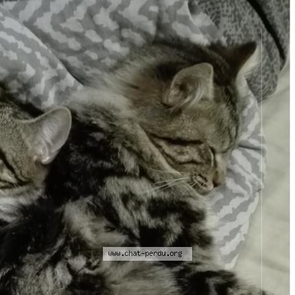 Chat villeurbanne