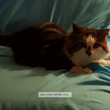 Photo 1/1 HARIBO Chat perdu à La balme sillingy