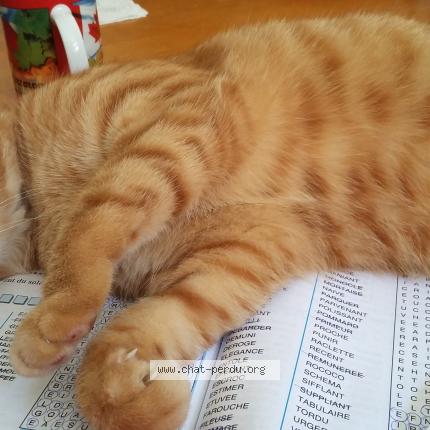 Photo 1/1 Garfield Chat perdu à Thonon les bains