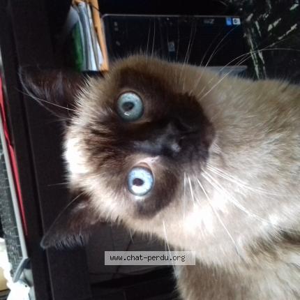 Photo 1/1 Baguera Chat perdu à Rosny seine