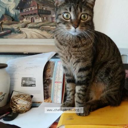 shavd chatte