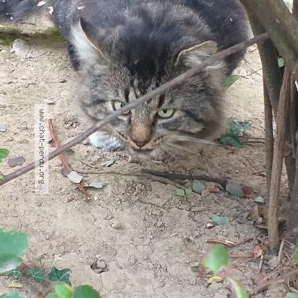 362069 Chat Trouve A Claix Chat Perdu France