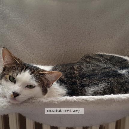 Photo 1/1 Orion Chat perdu à Voujeaucourt