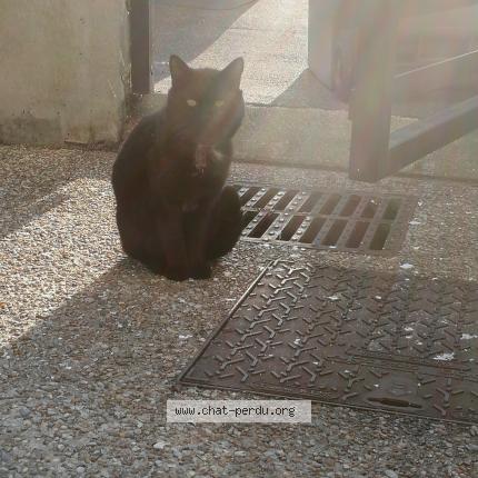 Chat caen