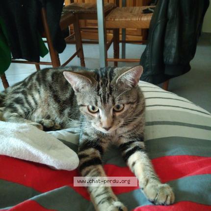 Photo 1/1 Caramel Chat perdu à Nantes