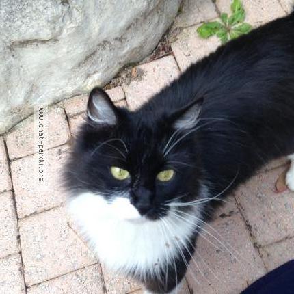 Photo 1/1 Réglisse Chat perdu à Thoiry