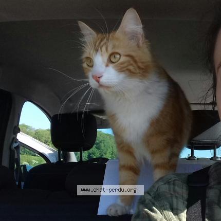 363736 Sangha Chat Perdu à Saint Pierremont Chat Perdu