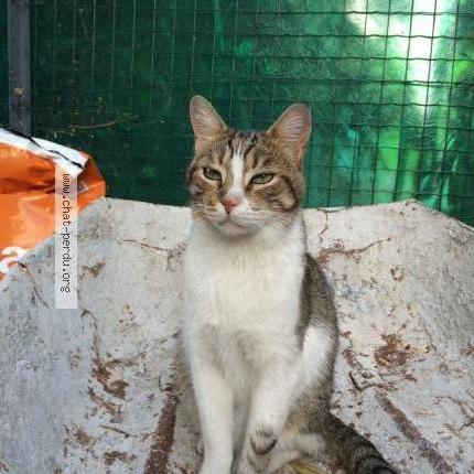 Photo 1/1 Petit chat Chat perdu à Marseille