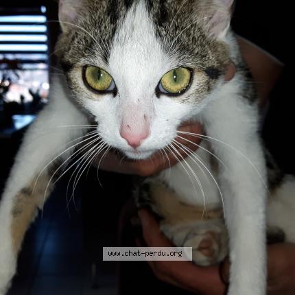 Photo 1/1 tigrou Chat perdu à L horme