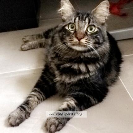 Photo 1/1 Samba Chat perdu à Belcodene