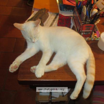 Photo 1/1 Raton Chat perdu à Mouzens