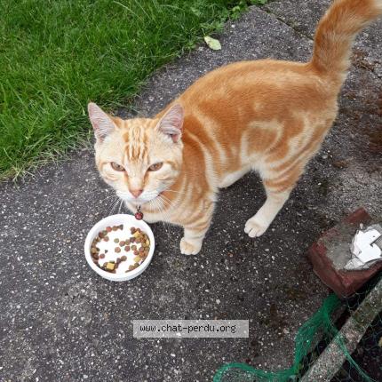 367878 Chat Trouvé Et Rendu à Annezin Chat Perdu France