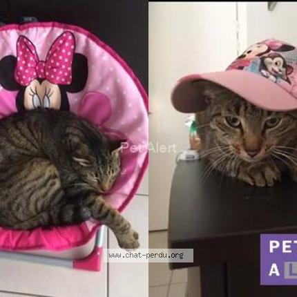 Photo 1/1 Simba Chat perdu à Breuillet