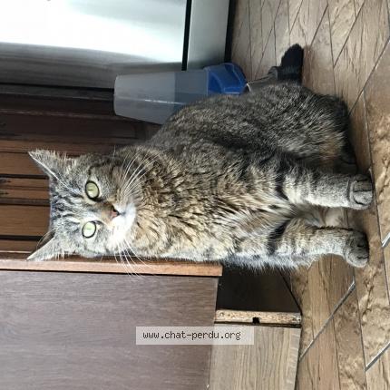 Photo 1/1 Jelka Chat perdu à Mazieres de touraine