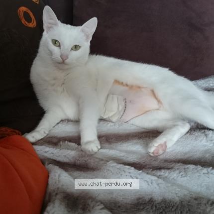 Olivia noir chatte