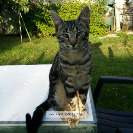 Photo 1/1 Titi Chat perdu à Bussieres