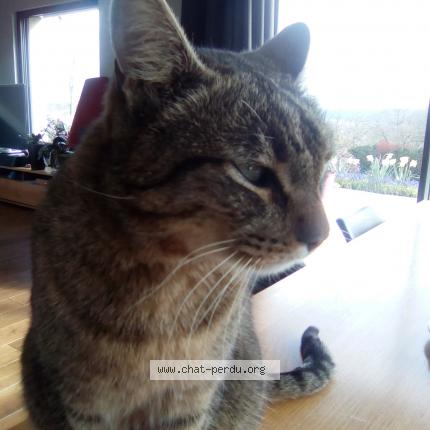 Photo 1/1 Sushi Chat perdu à Calavante