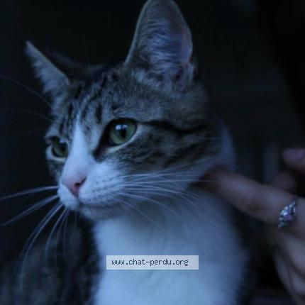 372117 mona chat perdu à herrlisheim - chat perdu france