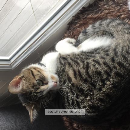 Sombre grosse chatte