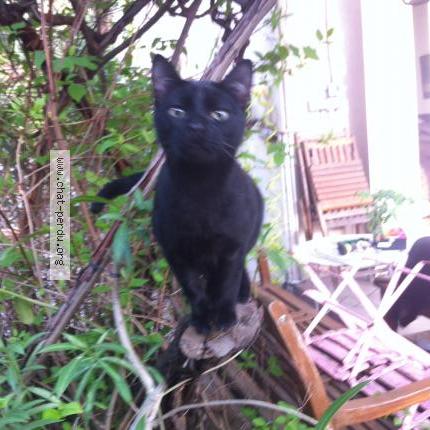 Photo 1/1 Sacha Chat perdu à Marseille