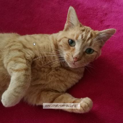 Photo 1/1 HAVANE Chat perdu à Nanteuil les meaux