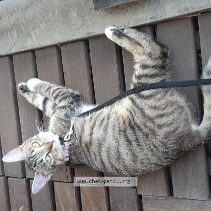 Sombre grosse chatte