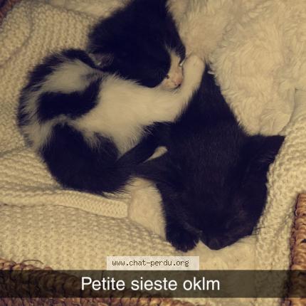 chaud noir chatte jusqu’à près de