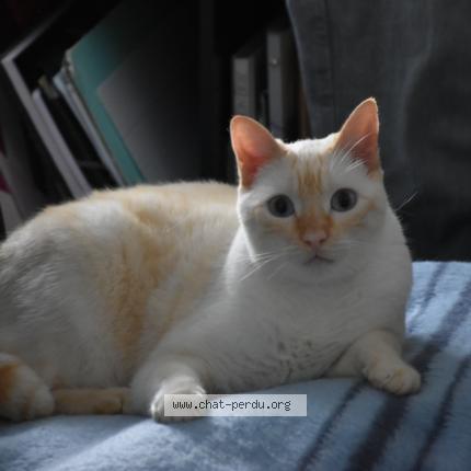 Looping Chat Perdu A Nantes Chat Perdu France Looping Chat Perdu A Nantes Chat Perdu France