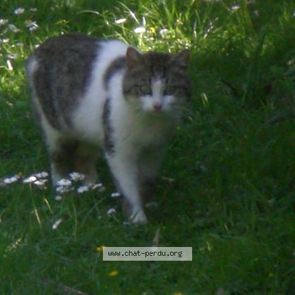 379890 Chat Trouvé à Fleurbaix Chat Perdu France