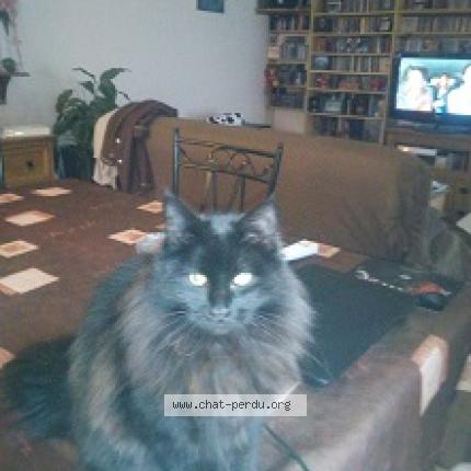 Photo 1/1 diabolo Chat perdu à Gujan mestras