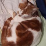 Photo de chat perdu à Iteuil