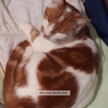 Photo 1/1 NOUGAT Chat perdu à Iteuil
