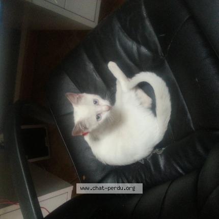 383190 Chat Trouvé Et Rendu à Loison Sous Lens Chat Perdu