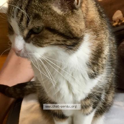 Photo 1/1 Sofia ou Poupoune Chat perdu à Six fours les plages