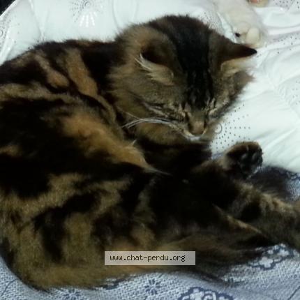 Photo 1/1 CHIPIE Chat perdu à Marsac sur l isle