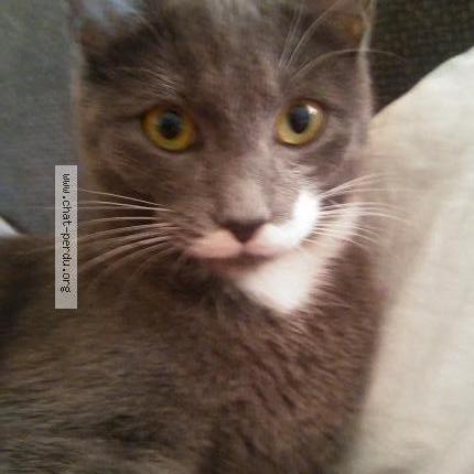 Kitty Chat Perdu A Marseille Chat Perdu France Kitty Chat Perdu A Marseille Chat Perdu France