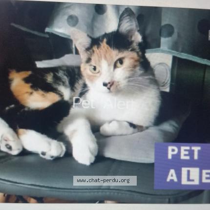 Photo 1/1 Chat retrouvé Perdu à Bondy