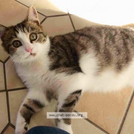 Photo 1/1 "MOUSTACHE" Chat perdu à Sene