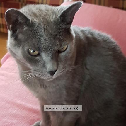 Photo 1/1 Shadow Chat perdu à Quebec