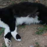 TROUVE chat gris 11/09/20 à FLORENVILLE... - AnimAlert.co ...