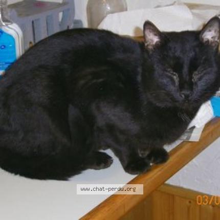 Photo 1/1 BANDJO Chat perdu à Chignin