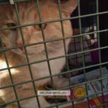 Photo 1/1 CREAMY Chat perdu à Chignin