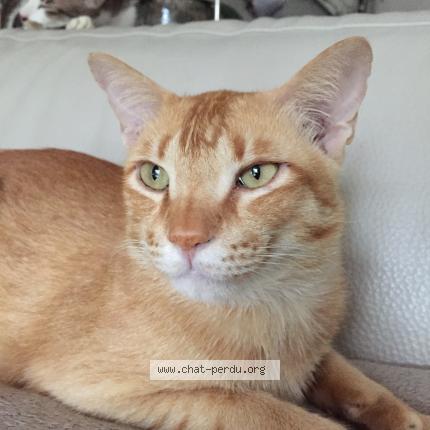 Photo 1/1 Poppy Chat perdu à Paris